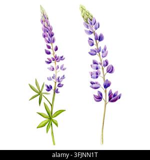 Set d'aquarelle avec une illustration mettant en scène un charmant champ de lupins Banque D'Images