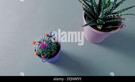 Une vue de dessus saisissante présente deux succulentes en pot vibrantes, un cactus en fleurs violet et une succulente rayée rose, sur un fond gris épuré Banque D'Images