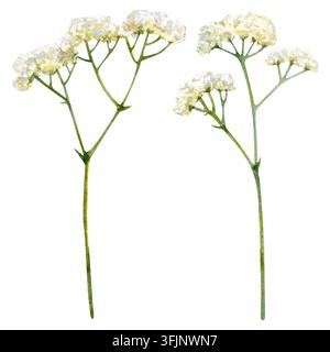 Ensemble de dessins à la main à l'aquarelle avec Gypsophila blanche. Banque D'Images