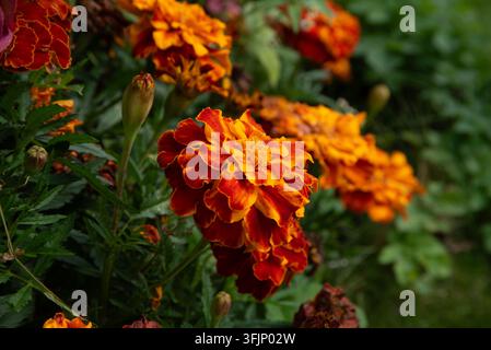 Fleurs de souci orange et rouge vibrantes épanouies dans un jardin luxuriant et vert, avec un fond naturel légèrement flou Banque D'Images