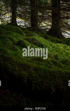 Une mousse verte luxuriante recouvre le sol de la forêt sous de grands conifères dans une forêt ombragée. Banque D'Images