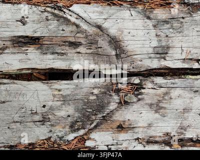 Une photographie en gros plan de planches de bois gris patinées montrant une texture de veinure détaillée, des fissures et des aiguilles de pin éparpillées à la surface, vue Banque D'Images