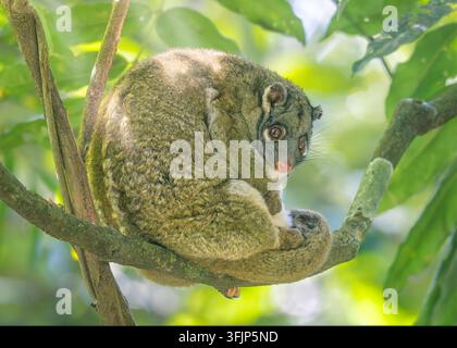 Vue rapprochée de côté d'un opossum à queue annelée vert sauvage (Pseudochirops archeri) reposant sur une branche d'arbre dans la forêt tropicale, Atherton Tablelands, Nord-Queensland, Queensland, Australie Banque D'Images