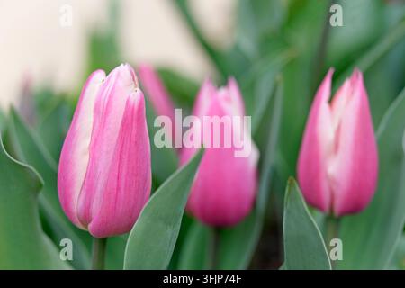 Trois tulipes roses Banque D'Images
