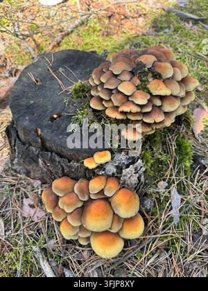Amas de champignons jaun-bruns poussant sur une vieille souche d’arbre dans une forêt de pins, Basse-Silésie, Pologne Banque D'Images