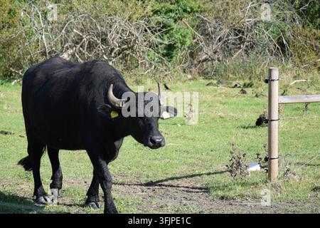 Buffle d'eau asiatique marchant devant un poteau de clôture en bois Banque D'Images