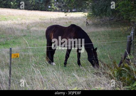 Cheval brun paissant derrière une clôture électrique Banque D'Images