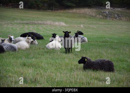 Mouton reposant dans l'herbe avec un mouton debout et regardant la caméra Banque D'Images
