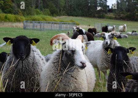 Mouton à cornes blanc et gris debout avec d'autres moutons Banque D'Images