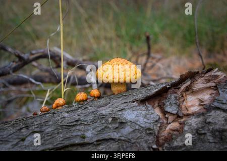 Champignons jaune orange poussant sur l'écorce d'un arbre tombé Banque D'Images