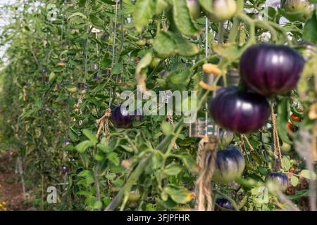 Tomates Heritage Black mûrissant sur la vigne Banque D'Images