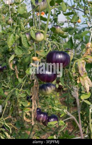 Des tomates Heritage violet foncé à noir mûrissent sur la vigne à l'intérieur d'un polytunnel, une variété inhabituelle et frappante Banque D'Images