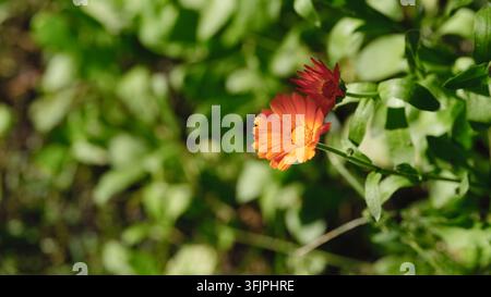 Un gros plan d'une fleur de calendula orange vif épanouie magnifiquement devant un fond de feuillage vert doux et flou. Banque D'Images