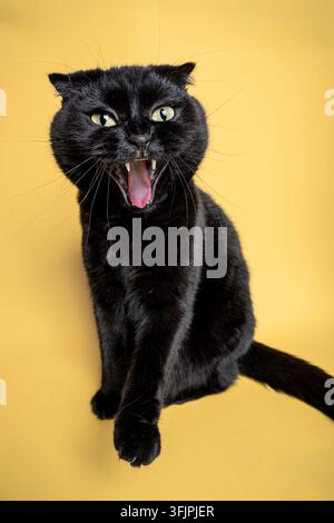 Chat Scottish Fold noir sur un fond jaune Banque D'Images
