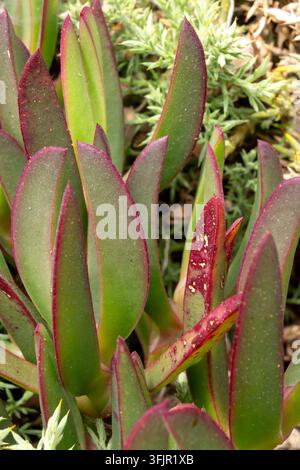 Carpobrotus edulis - plante de glace - avec des feuilles succulentes rouge vif et vert en gros plan, mettant en valeur la texture et la résilience du couvert végétal côtier Banque D'Images