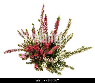 Fleurs de Calluna isolées sur fond blanc Banque D'Images