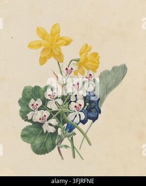 Dessin représentant le Prickly geranium Jonquil Gentianilla, par Caroline Maria Applebee (c.1787-1854), de la collection de dessins de Caroline Maria Applebee, daté de 1809. Un arrangement botanique montrant une grappe de fleurs jaunes, un groupe de fleurs blanches avec de petites marques rouge foncé, une fleur bleu profond et plusieurs feuilles vertes sur un fond beige. Peinture à l'aquarelle, 21,9 cm x 18,3 cm, papier. Noms vernaculaires anglais : Sweetheart geranium, Cactus geranium, Stemless gentian, Trumpet gentian. Anciens noms latins : Pelargonium reniforme, Gentiana excisa, Gentiana kochiana. Banque D'Images