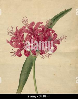Dessin représentant Amaryllis rosea Herbert Nerine sarniensis Rosea, communément appelée lys de Guernsey, par James Sowerby, de la collection d'œuvres de James Sowerby, daté de 1816. Une illustration botanique d'un groupe de fleurs rouge-ros trèfle en forme de trompette avec de longues étamines minces attachées à une seule tige verte et accompagnées d'une longue feuille verte sur un fond beige texturé. Peinture à l'aquarelle, 38,1 cm x 23,3 cm, papier. Publié sous le nom 'Amaryllis rosea Herbert' dans Curtis's Botanical Magazine, (1820) N.2124. TR: '21819 ?illeg. / Déc. 1816 / No.2124 ; LC: 'Sowerby del.', au crayon. Banque D'Images