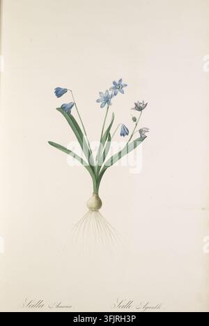 Illustration de marque de livre représentant 130 Scilla Amoena Scille Agreable, communément appelée gloire de la neige, par Langlois, tirée des Les Liliacees. Vol 3, datée de 1807. Une illustration botanique d'une plante à bulbe avec des feuilles vertes et une grappe de fleurs bleues et bleu pâle sur un fond beige clair. La marque de livre porte les empreintes 'P.J. Redoute pinx. Langlois sculp'. Banque D'Images
