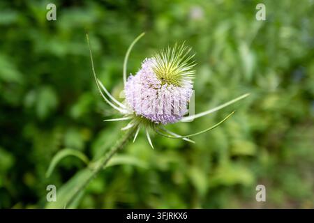 Gros plan d'une tête de fleur de cardère commune en fleur avec de minuscules fleurs violettes dans un cadre de parc verdoyant Banque D'Images