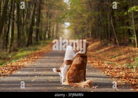 Le Nova Scotia Duck Tolling Retriever est assis à côté d'une femme sur un chemin forestier tranquille. Les feuilles tombées et le paysage automnal chaleureux créent une ambiance de randonnée et de voyage douillette Banque D'Images