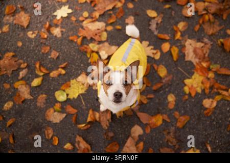 Vue du dessus montrant un Jack Russell Terrier debout sur un tapis de feuilles tombées. Des couleurs orange chaudes et des vêtements lumineux créent une ambiance saisonnière confortable en plein air Banque D'Images
