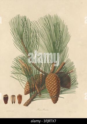 Illustration de plat de livre représentant Tab V Pinus Pinaster, communément connu sous le nom de pin, par Mackenzie, tiré de la collection "A description of the genus Pinus", datée de 1803. Une illustration botanique montrant une branche avec un groupe de longues feuilles vertes en forme d'aiguilles et plusieurs cônes de pin bruns texturés sur un fond crème. Plaque gravée colorée à la main représentant Pinus pinaster, incluant également quatre détails botaniques. Le plat de livre porte les empreintes "G.D. Ehret del. Mackenzie sculp". Banque D'Images