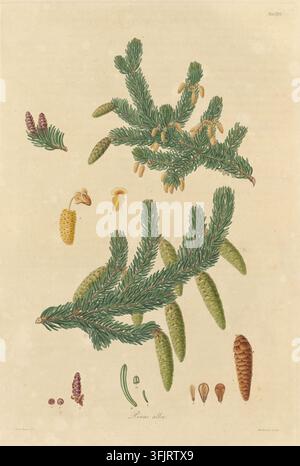 Illustration de plaque de livre représentant la Table XXVI Pinus alba, communément appelée pin, par Mackenzie, tirée de la collection "A description of the genus Pinus", datée de 1803. Une illustration botanique montrant des branches de pin vertes avec des aiguilles et divers cônes verts et bruns, quelques grappes de pollen jaunâtres et de petites bourgeons de cône rougeâtres sur un fond beige. Plaque gravée colorée à la main avec trois illustrations de Pinus alba, incluant également 12 détails botaniques. La plaque de livre porte les empreintes "Ferd. Bauer del. Mackenzie sculp‘.“ Banque D'Images