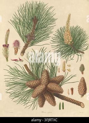 Illustration de plat de livre représentant Tab XVIII Pinus rigida, communément appelée pin, par Warner (fl.c.1790-c.1800), tirée de la collection "A description of the genus Pinus", datée de 1803. Une illustration botanique montrant plusieurs grappes d'aiguilles de pin vertes et des cônes de pin bruns disposés sur un fond beige avec de petites parties florales et des éléments semblables à des graines en vert, brun, rose et jaune pâle. Plaque gravée coloriée à la main représentant Pinus rigida, incluant également 14 détails botaniques. Le plat de livre porte les mentions "Ferdd. Bauer delin. Warner sculp". Banque D'Images
