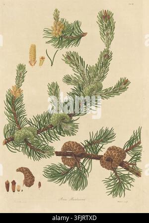 Illustration de plat de livre représentant Tab III Pinus Banksiana, communément appelée pin, par Warner (fl.c.1790-c.1800), tirée de la collection "A description of the genus Pinus" datée de 1803. Une illustration botanique montrant une branche avec des feuilles en forme d'aiguilles vertes et plusieurs grappes de cônes verts et bruns, ainsi que quelques petites parties botaniques détachées, sur un fond beige avec les couleurs vert, brun, jaune et beige. Plaque gravée colorée à la main représentant Pinus banksiana, comprenant également dix détails botaniques. Le plat de livre porte les empreintes "Ferd. Baucer delt. Warner Sculp". Banque D'Images
