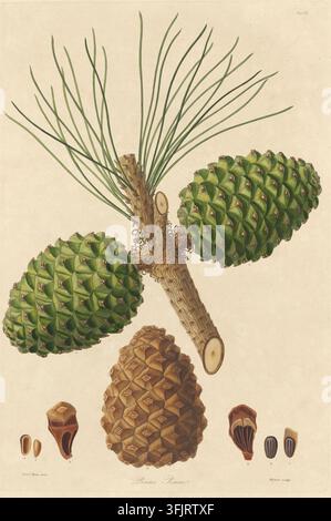 Illustration de plaque de livre représentant la Tab. VII Pinus Pinea, par Warner (fl.c.1790-c.1800), tirée de la collection "A description of the genus Pinus", datée de 1803. Une illustration botanique montrant une branche avec de longues aiguilles vertes fines et plusieurs cônes de pin verts attachés, un cône de pin mature brun en dessous, et quelques petites structures brunâtres et noires semblables à des graines sur un fond beige. Plaque gravée colorée à la main représentant Pinus pinea, incluant également six détails botaniques. La plaque de livre porte les empreintes "Ferdd. Bauer delin. Warner Sculp". Banque D'Images
