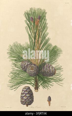 Illustration de plat de livre représentant la Table XXIV Pinus Cembra, communément appelée pin, par Mackenzie, tirée de la collection "A description of the genus Pinus", datée de 1803. Une illustration botanique montrant une branche de pin avec une grappe de longues aiguilles vertes, plusieurs cônes de pin bruns et teintés de pourpre attachés et un cône plus grand représenté en dessous, le tout sur un fond beige. Plaque gravée colorée à la main représentant Pinus cembra, incluant également deux détails botaniques. Le plat de livre porte les empreintes "Ferdd. Bauer delin. Mackenzie sculp". Banque D'Images