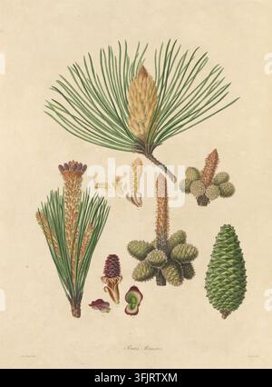 Illustration de plat de livre représentant la Tab. IV Pinus Pinaster, communément appelée pin, par Warner (fl.c.1790-c.1800), tirée de la collection "A description of the genus Pinus", datée de 1803. Une illustration botanique montrant un groupe d'aiguilles et de cônes de pin avec plusieurs structures de graines et de bourgeons en vert, brun, beige et touches de rouge sur un fond beige. Planche gravée colorée à la main représentant Pinus pinaster, incluant également sept détails botaniques. Le plat de livre porte les empreintes "Ferdd. Bauer delin. Warner Sculp". Banque D'Images