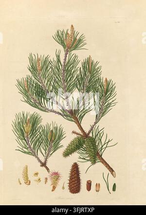Illustration de plaque de livre représentant Tab XIII Pinus inops, communément appelée pin, par Mackenzie, tirée de la collection A description of the genus Pinus, datée de 1803. Une illustration botanique montrant une branche avec des feuilles en forme d'aiguilles vertes et des tiges brunes, plusieurs cônes verts et bruns attachés, ainsi que quelques parties détachées de cônes et éléments floraux en vert, brun, beige et rose sur un fond beige. Plaque gravée colorée à la main représentant Pinus inops, comprenant également 12 détails botaniques. La plaque du livre porte les mentions 'Ferdd. Bauer delin. Mackenzie sculp'. Banque D'Images