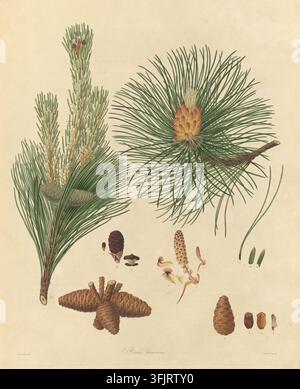 Illustration de plat de livre représentant la Tab XIV Pinus resinosa, communément appelée pin, par Warner (fl.c.1790-c.1800), tirée de la collection "A description of the genus Pinus", datée de 1803. Une illustration botanique montrant quelques branches de pin vertes avec de longues aiguilles fines, plusieurs cônes de pin bruns et fragments de cônes, ainsi que de petits bourgeons de cônes beiges et rougeâtres sur un fond crème. Plaque gravée colorée à la main représentant Pinus resinosa, comprenant également 15 détails botaniques. Le plat de livre porte les empreintes "Ferdd. Bauer delin. Warner sculp". Banque D'Images