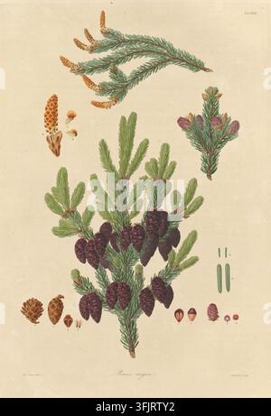 Illustration de plaque de livre représentant la Tab. XXVII Pinus nigra, communément appelée pin, par Mackenzie, tirée de la collection "A description of the genus Pinus", datée de 1803. Une illustration botanique montrant une branche centrale de conifère verte avec de nombreux cônes brun-violet foncé, entourée de petits bourgeons verts supplémentaires, de plusieurs petites sections transversales de cônes bruns et violets, et d'accents jaunes et orange sur un fond beige. Plaque gravée colorée à la main avec trois illustrations de Pinus nigra, comprenant également 14 détails botaniques. La plaque de livre porte les empreintes "Ferdd. Bauer delin. Mackenzie sculp‘." Banque D'Images