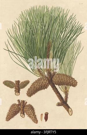 Illustration de plat de livre représentant la Table XVII Pinus Taeda, communément appelée pin, de la collection A description of the genus Pinus, datée de 1803. Une illustration botanique montrant une grappe de longues aiguilles vertes et fines attachées à une branche brune avec plusieurs cônes de pin bruns et de plus petits morceaux de cônes détachés sur un fond beige. Plaque gravée colorée à la main représentant Pinus taeda, incluant également quatre détails botaniques. Le plat de livre porte les empreintes 'Ferdd. Bauer del. Warner sc'. Banque D'Images