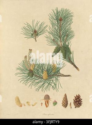 Illustration de plat de livre représentant Tab I Pinus sylvestris, communément connu sous le nom de pin, par Warner (fl.c.1790-c.1800), tiré de la collection "A description of the genus Pinus", datant de 1803. Une illustration botanique montrant plusieurs rameaux de pin verts avec de longues aiguilles fines et des cônes verts et bruns, quelques cônes immatures jaunâtres, et un fond en papier beige. Plaque gravée colorée à la main représentant Pinus sylvestris, incluant également dix détails botaniques. Le plat de livre porte les empreintes "Ferdd. Bauer del. Warner Sculp". Banque D'Images