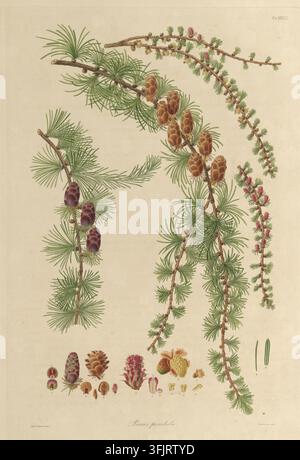Illustration de marque de livre représentant la Tab XXXVI Pinus pendula, communément connue sous le nom de pin, par Mackenzie, tirée de la collection "A description of the genus Pinus", datée de 1803. Une illustration botanique montrant plusieurs branches de conifère tombantes avec des grappes d'aiguilles vertes et des cônes bruns, des illustrations supplémentaires de petits cônes et de graines en bas, et des accents de rose sur certaines structures semblables à des bourgeons sur un fond crème. La marque de livre porte les empreintes "Ferdd. Bauer delin. Mackenzie sculp". Banque D'Images