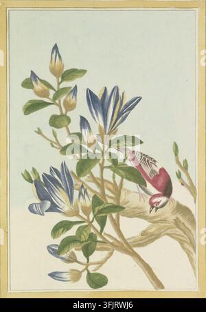 Illustration de marque de livre représentant Pl IX La Laffone Petales I Iulan violet Voy La Col cit e, tirée de la Collection précieuse et enluminée des fleurs les plus belles et les plus curieuses édifiée sous la direction et les soins de Mr Buc'hoz. Vol 1, daté de 1776. Une peinture botanique montrant une branche avec des feuilles vertes et quelques boutons floraux bleus et crème ainsi qu'une branche noueuse brune supportant un petit oiseau rose et blanc aux ailes à motifs sombres, sur un fond pâle avec des bordures beiges étroites. Banque D'Images