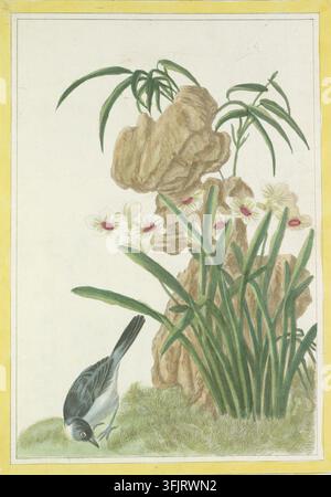Illustration de plaque de livre représentant Pl 68 Le Narcisse de la Chine, communément appelé narcisse, tiré de la Collection précieuse et enlumée des fleurs les plus belles et les plus curieuses publiée sous la direction et la conduite de Mr Buc'hoz. Vol 1, daté de 1776. Une scène botanique montrant un groupe de feuilles et de tiges vertes avec des fleurs pâles ayant des centres roses, un rocher texturé de couleur buff, un petit oiseau aux plumes grises, noires et blanches picorant le sol couvert de mousse verte, le tout encadré d'une bordure jaune. Banque D'Images