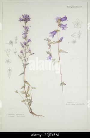 Dessin représentant Campanula glomerata Campanula trachelium, communément connue sous le nom de campanule, par Dorothy Burt Martin (1882-1949), de la collection d'œuvres d'art de Dorothy B. Martin, daté de 1910. Une illustration botanique montrant deux tiges hautes avec des fleurs violettes en forme de cloche et des feuilles vertes, accompagnées de petites esquisses au crayon de détails floraux, le tout sur un fond crème pâle avec de fines lignes de bordure grises. Peinture à l'aquarelle, 56,6 cm x 39,2 cm, papier, crayons de graphite. Nom vernaculaire anglais : Campanule en grappe, Campanule en grappe, Camp? à feuilles d'ortie, Campanule à feuilles d'ortie. Banque D'Images
