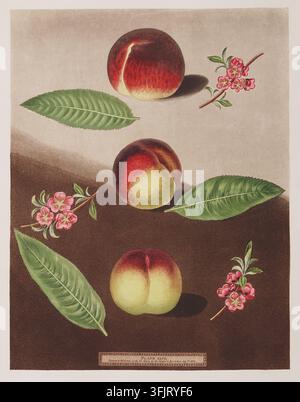 Illustration de marque de livre représentant Pl 27 Poires, par George Brookshaw (1751-1823), de la collection Pomona Britannica, datée de 1806. Une illustration botanique montrant plusieurs poires avec une peau rouge et jaune, quelques feuilles vertes allongées et de petits grappes de fleurs roses sur un fond dégradé beige à brun. La Poire tardive violette de Johnson ; poire sans nom de M. Hadley ; Violette hative ou Violette précoce. Gravure au pointillisme imprimée en couleur d'après un original de George Brookshaw (1751-1823), de George Brookshaw : Pomona Britannica. Londres : 1812. Banque D'Images
