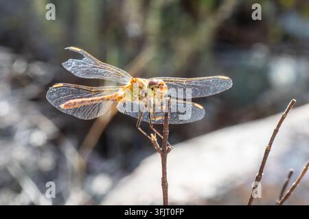 Libellule Sympetrum meridionale posée sur une brindille à Zonza, Corse. Banque D'Images