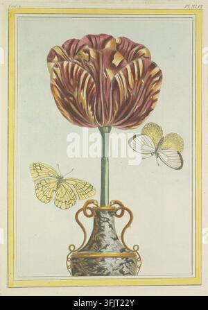 Illustration de marque de livre représentant Cent 2 Pl XLVI Le Drap d Or Tulipppe, tirée de la Collection precieuse et enluminee des fleurs les plus belles et les plus curieuses éditée sous les soins et la direction de Mr Buc'hoz. Vol 2, datée de 1776. Une tulipe grande rayée marron et jaune avec une tige verte s'élevant d'un vase brun et or marbré est flanquée d'un papillon jaune pâle et d'un papillon blanc et jaune sur un fond bleu clair avec une bordure jaune. Banque D'Images