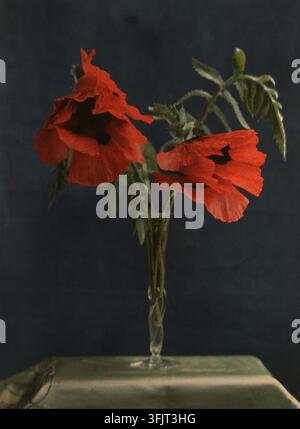 Photographie représentant un Autochrome de coquelicots rouges dans un vase par William Van Sommer, communément appelé coquelicot, par William Van Sommer (1859-1941), de la collection photographique Van Sommer, daté de 1913. Un vase en verre avec quelques tiges vertes hautes contient un groupe de fleurs de coquelicot rouges avec des feuilles vertes sur un fond bleu foncé sur une table verte. 10,6 (h) x 8 (l) cm, Portrait, Autochrome, positif en verre. Banque D'Images