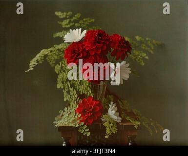 Photographie représentant une autochrome de dahlias rouges et de marguerites blanches par William Van Sommer, par William Van Sommer (1859-1941), de la collection photographique Van Sommer, datée de 1913. Un vase en verre clair contient un bouquet de fleurs rouge foncé et de fleurs blanches semblables à des marguerites entourées d’un feuillage vert délicat semblable à de la fougère, le tout disposé sur une surface en bois sombre contre un fond gris-vert atténué. 10 (h) x 12,5 (l) cm, Paysage, Autochrome, positif sur verre. Banque D'Images