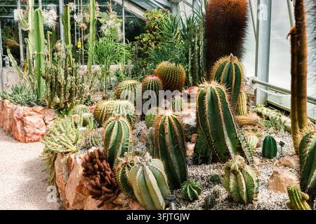 Différents types de cactus sont exposés dans une serre, prospérant dans un environnement chaud et sec. La verdure met en valeur plusieurs espèces. Banque D'Images