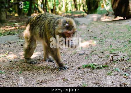 Un Macaca sylvanus marche et se toilette sur le sol dans une forêt. Les arbres entourent la zone, offrant de l'ombre et un habitat naturel. Banque D'Images