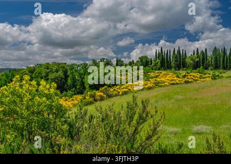 Balai espagnol dans le paysage près de Gambassi Terme, Toscane, Italie, Europe. Banque D'Images